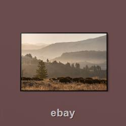 The Yellowstone Collection Bison Herd, Lamar Valley, Yellowstone National Park