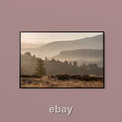 The Yellowstone Collection Bison Herd, Lamar Valley, Yellowstone National Park