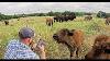 These Baby Bison DID Something They Ve Never Done Before