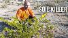 This Desert Plant Poisons The Soil It S Also Part Of The Solution