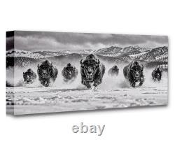 Thunder in the Snow Bison Herd Panoramic Wall Art Western Wildlife Decor