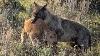 Top Wolves Hunting Bison Moments Bison And Calf Battle Wolves