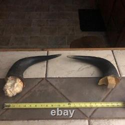 Trophy BISON Horns, Legal Yellowstone tag. Yellowstone area (395)Read description