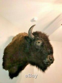 Trophy Buffalo Shoulder Mount, Bison Head, Antler Taxidermy Free Shipping