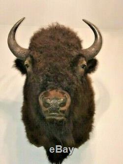 Trophy Buffalo Shoulder Mount, Bison Head, Antler Taxidermy Free Shipping