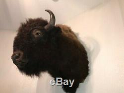 Trophy Buffalo Shoulder Mount, Bison Head, Antler Taxidermy Free Shipping