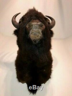 Trophy Buffalo Shoulder Mount, Bison Head, Antler Taxidermy Free Shipping