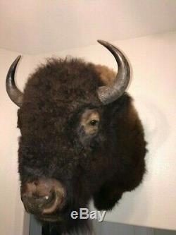 Trophy Buffalo Shoulder Mount, Bison Head, Antler Taxidermy Free Shipping