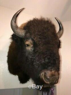 Trophy Buffalo Shoulder Mount, Bison Head, Antler Taxidermy Free Shipping
