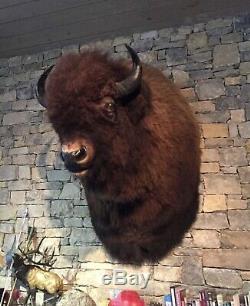 Trophy Buffalo Shoulder Mount, Monster Bull, Bison Head, Antler Taxidermy