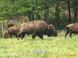 Trophy North American Bison (Buffalo) Hunt Ozark Mountains, Arkansas