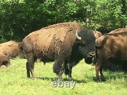 Trophy North American Bison (Buffalo) Hunt Ozark Mountains, Arkansas