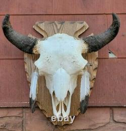 True WILD YELLOWSTONE Bison Skull Wyoming buffalo head hunting taxidermy mount