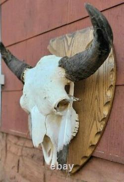 True WILD YELLOWSTONE Bison Skull Wyoming buffalo head hunting taxidermy mount