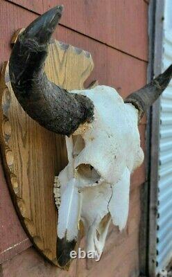 True WILD YELLOWSTONE Bison Skull Wyoming buffalo head hunting taxidermy mount