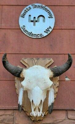 True WILD YELLOWSTONE Bison Skull Wyoming buffalo head hunting taxidermy mount
