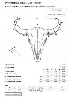 True WILD YELLOWSTONE Bison Skull Wyoming buffalo head hunting taxidermy mount