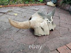 Tulsa Oklahoma 24.5 Large Male Ancient Bison Skull Cap