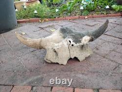 Tulsa Oklahoma 24.5 Large Male Ancient Bison Skull Cap