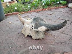 Tulsa Oklahoma 24.5 Large Male Ancient Bison Skull Cap