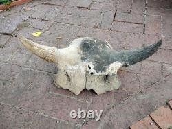 Tulsa Oklahoma 24.5 Large Male Ancient Bison Skull Cap