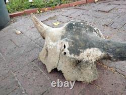 Tulsa Oklahoma 24.5 Large Male Ancient Bison Skull Cap