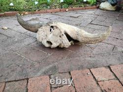 Tulsa Oklahoma 24.5 Large Male Ancient Bison Skull Cap