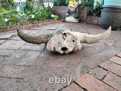 Tulsa Oklahoma 24.5 Large Male Ancient Bison Skull Cap