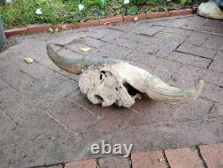 Tulsa Oklahoma 24.5 Large Male Ancient Bison Skull Cap