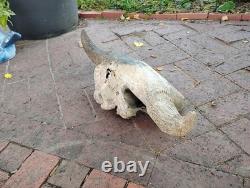 Tulsa Oklahoma 24.5 Large Male Ancient Bison Skull Cap