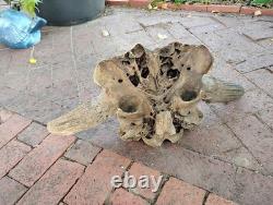 Tulsa Oklahoma 24.5 Large Male Ancient Bison Skull Cap