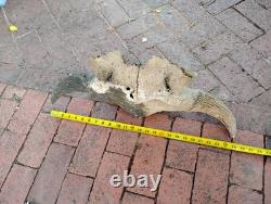 Tulsa Oklahoma 24.5 Large Male Ancient Bison Skull Cap