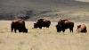 Two Bison Calves Born To Northern Colorado Conservation Herd