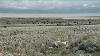 U S Officials Report To Restore Large Bison Herds To Native American Lands
