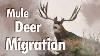 Unbelievable Wildlife Migration The Story Of Wyoming S Mule Deer Migration