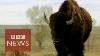 Us Bison Preserve Threatens Ranchers Bbc News