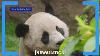 Us China Relations Improve Through Giant Panda Exchange Wildlife Expert Newsnation Live