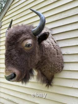 Vintage American Buffalo Bison Shoulder Mount For Sale