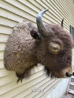 Vintage American Buffalo Bison Shoulder Mount For Sale