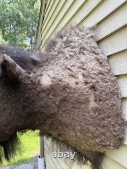 Vintage American Buffalo Bison Shoulder Mount For Sale