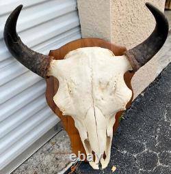 Vintage American Buffalo Bison Skull Head with Horns Mounted on Wood Board Panel