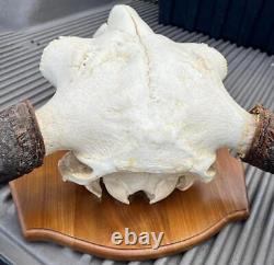 Vintage American Buffalo Bison Skull Head with Horns Mounted on Wood Board Panel