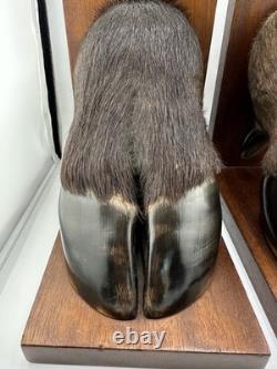 Vintage American Buffalo/Bison Taxidermied Hoof Bookends Mahogany Wood Bases