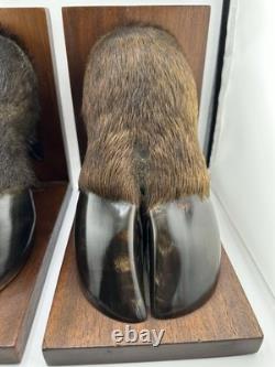 Vintage American Buffalo/Bison Taxidermied Hoof Bookends Mahogany Wood Bases