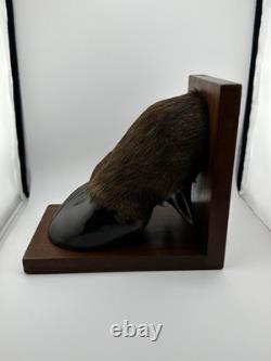 Vintage American Buffalo/Bison Taxidermied Hoof Bookends Mahogany Wood Bases