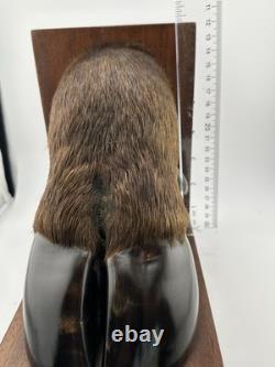 Vintage American Buffalo/Bison Taxidermied Hoof Bookends Mahogany Wood Bases
