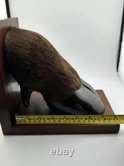 Vintage American Buffalo/Bison Taxidermied Hoof Bookends Mahogany Wood Bases