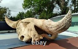 Vintage Antique Patina Buffalo Bison Skull