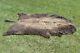 Vintage BISON BUFFALO HIDE RUG 105 X 58 #06771