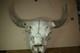 Vintage Bison Buffalo Skull Horns With Caps Rustic Weathered -23 1/2 Tip to Tip